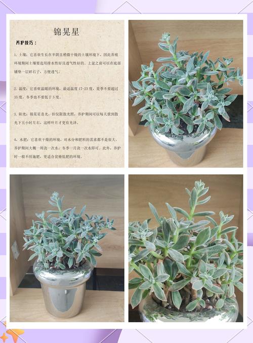 锦晃星冬季怎么养，锦晃星夏季开花怎么办？-第3张图片-优品飞百科