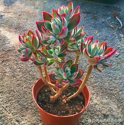 锦晃星冬季怎么养，锦晃星夏季开花怎么办？-第4张图片-优品飞百科