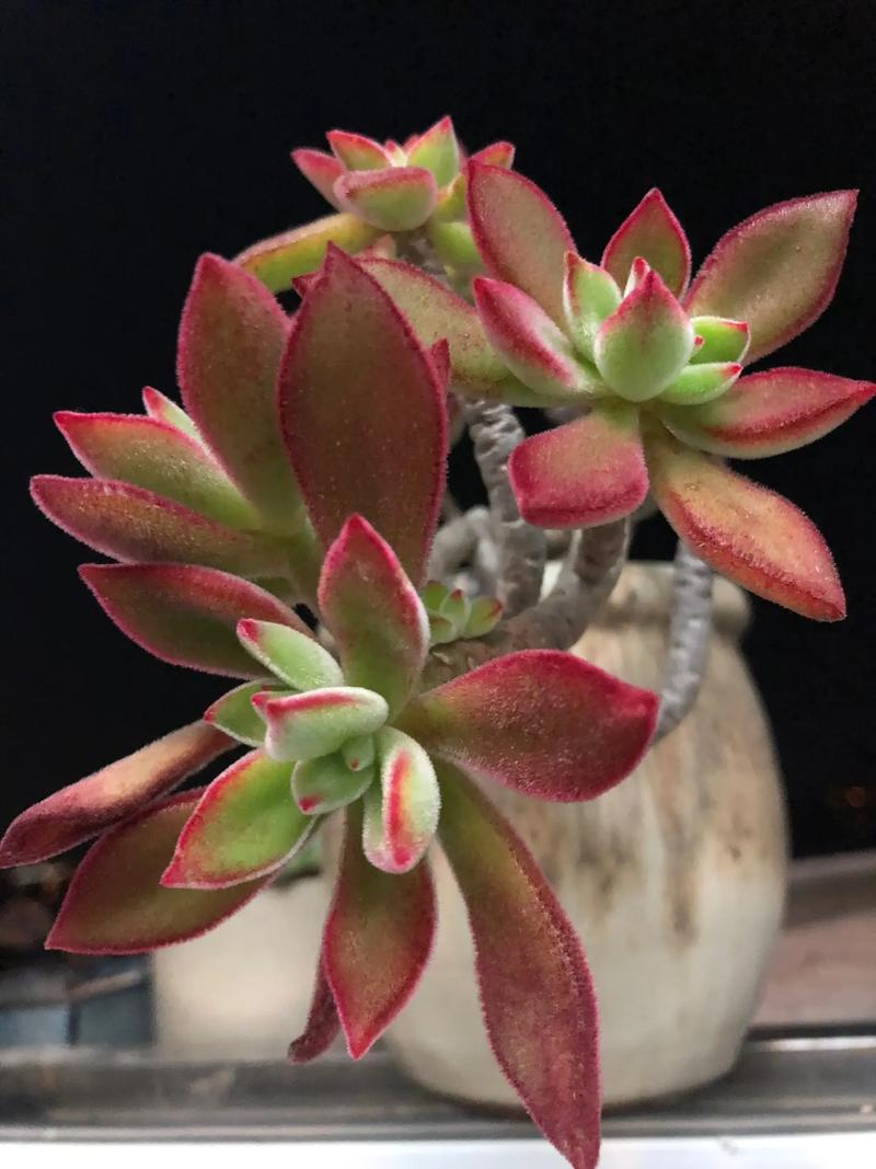 锦晃星冬季怎么养，锦晃星夏季开花怎么办？-第5张图片-优品飞百科