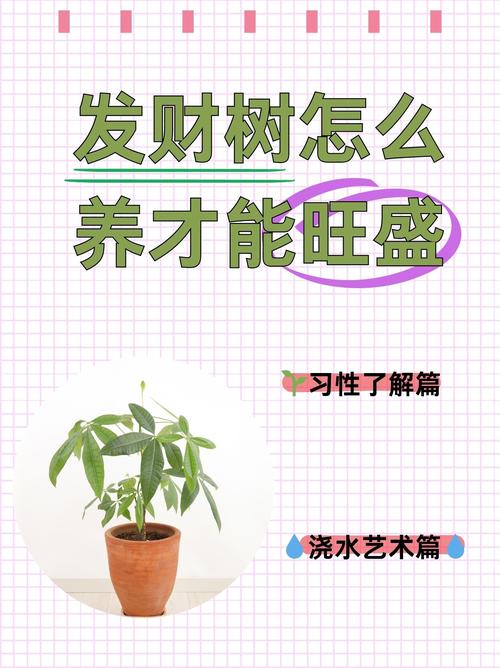 发财树小苗怎样造型更好看，发财树小苗怎么种