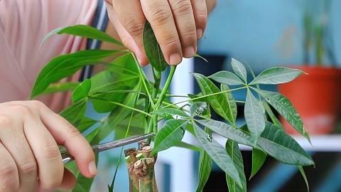 发财树小苗怎样造型更好看，发财树小苗怎么种-第2张图片-优品飞百科