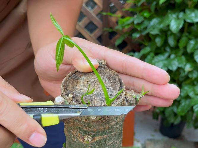 发财树小苗怎样造型更好看，发财树小苗怎么种-第3张图片-优品飞百科