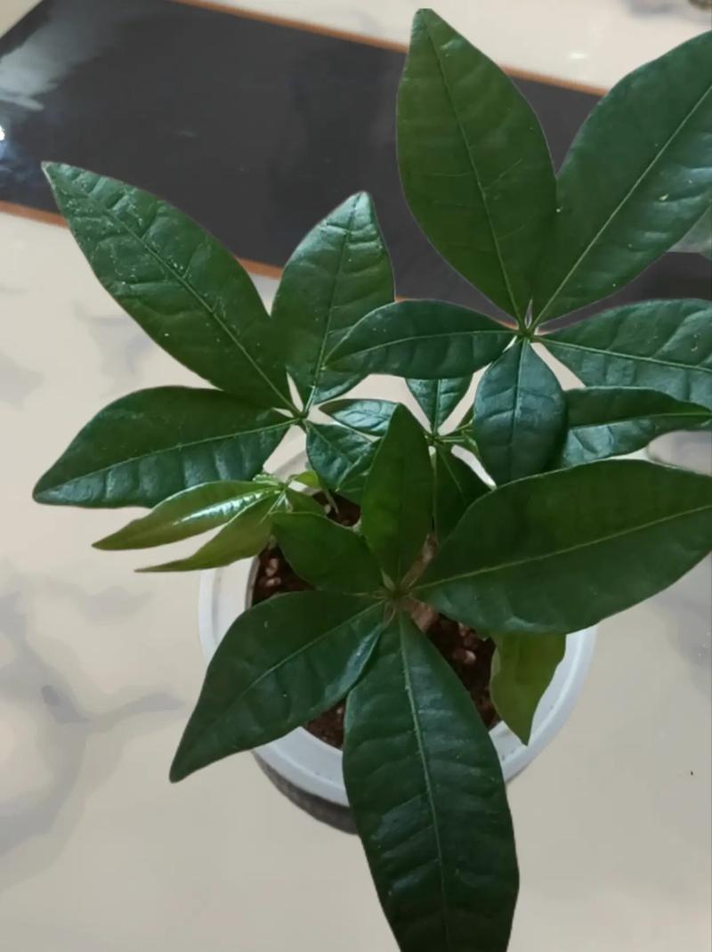 发财树小苗怎样造型更好看，发财树小苗怎么种-第5张图片-优品飞百科