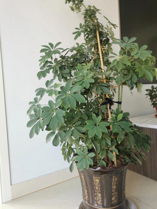 发财树小苗怎样造型更好看，发财树小苗怎么种-第6张图片-优品飞百科