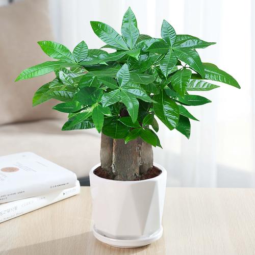 发财树小苗怎样造型更好看，发财树小苗怎么种-第7张图片-优品飞百科