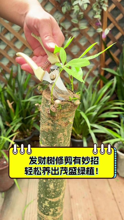 发财树小苗怎样造型更好看，发财树小苗怎么种-第8张图片-优品飞百科