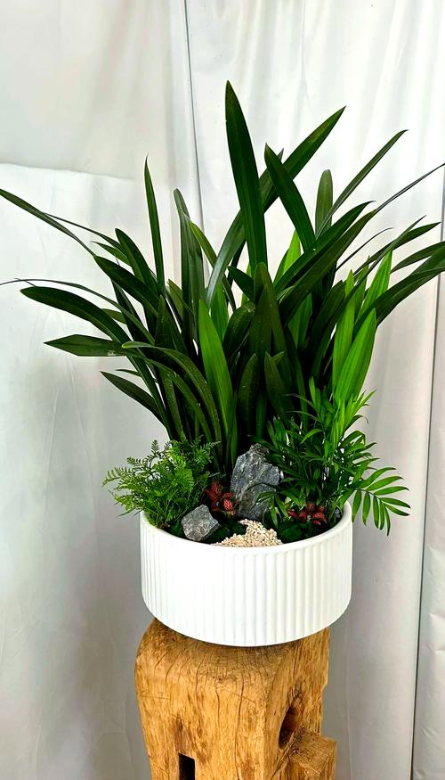 墨兰怎么养长得旺盛，墨兰怎么养长得旺盛一点