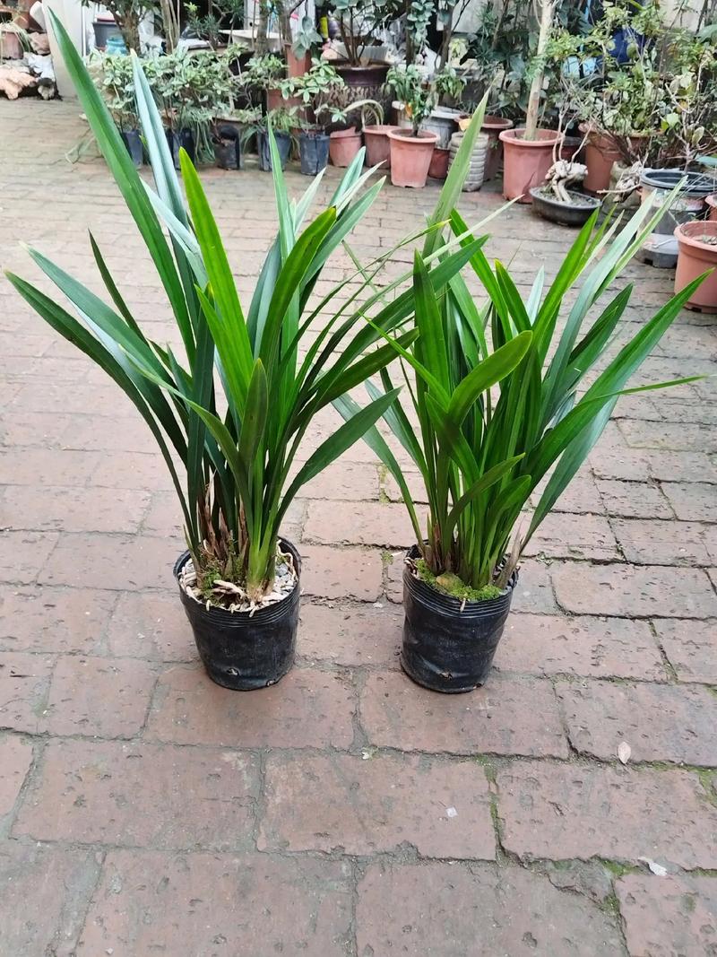 墨兰怎么养长得旺盛,墨兰怎么养长得旺盛一点-第2张图片-优品飞百科 墨兰怎么养长得旺盛,墨兰怎么养长得旺盛一点-第2张图片-优品飞百科