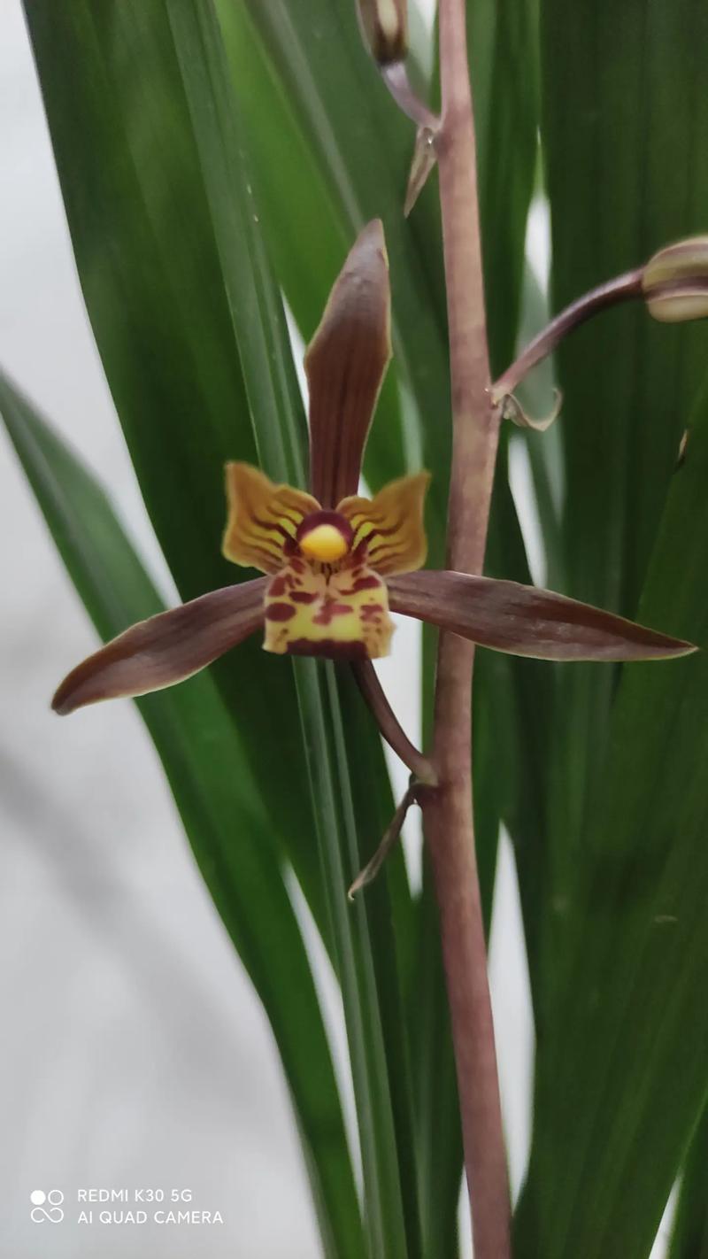 墨兰怎么养长得旺盛,墨兰怎么养长得旺盛一点-第3张图片-优品飞百科 墨兰怎么养长得旺盛,墨兰怎么养长得旺盛一点-第3张图片-优品飞百科