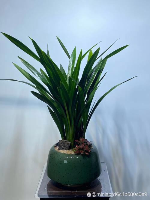 墨兰怎么养长得旺盛,墨兰怎么养长得旺盛一点-第4张图片-优品飞百科 墨兰怎么养长得旺盛,墨兰怎么养长得旺盛一点-第4张图片-优品飞百科