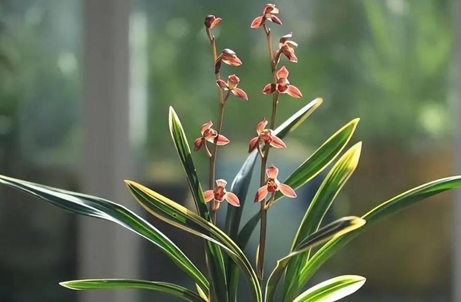 墨兰怎么养长得旺盛,墨兰怎么养长得旺盛一点-第5张图片-优品飞百科 墨兰怎么养长得旺盛,墨兰怎么养长得旺盛一点-第5张图片-优品飞百科