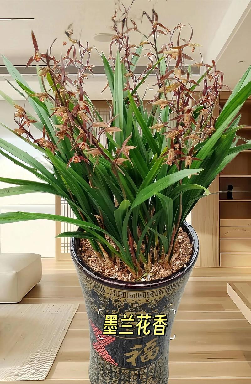 墨兰怎么养长得旺盛,墨兰怎么养长得旺盛一点-第6张图片-优品飞百科 墨兰怎么养长得旺盛,墨兰怎么养长得旺盛一点-第6张图片-优品飞百科