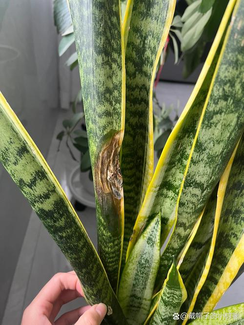 怎么判断虎皮兰缺水？怎么判断虎皮兰缺水没有？