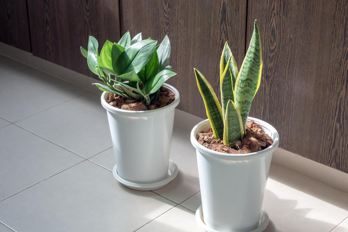 怎么判断虎皮兰缺水？怎么判断虎皮兰缺水没有？-第3张图片-优品飞百科