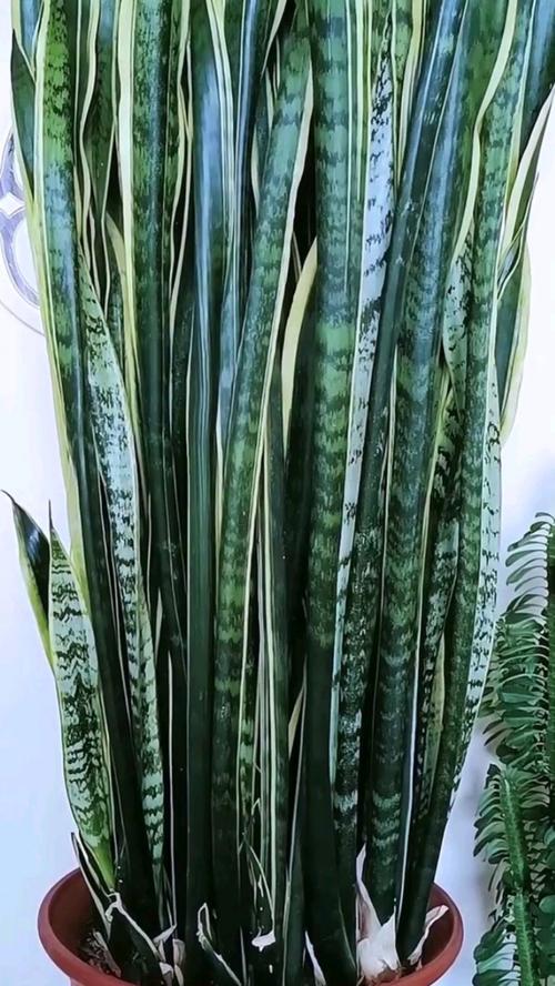 怎么判断虎皮兰缺水？怎么判断虎皮兰缺水没有？-第4张图片-优品飞百科