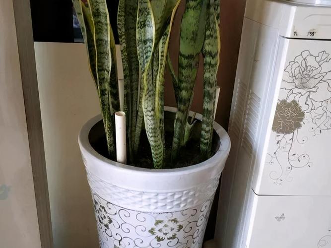 怎么判断虎皮兰缺水？怎么判断虎皮兰缺水没有？-第6张图片-优品飞百科