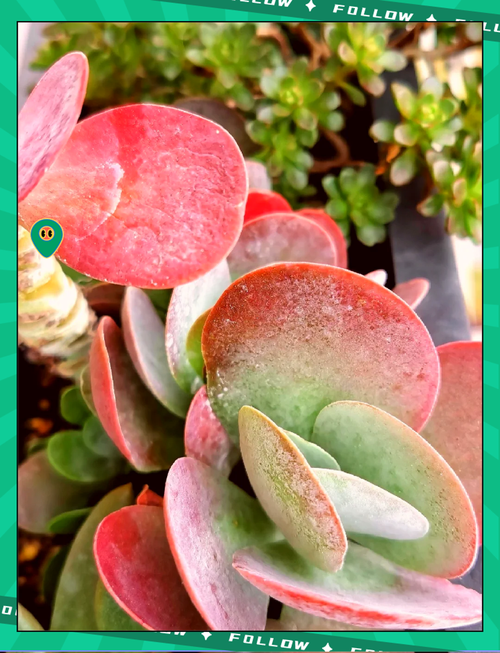 唐印种子怎么种，唐印的种植