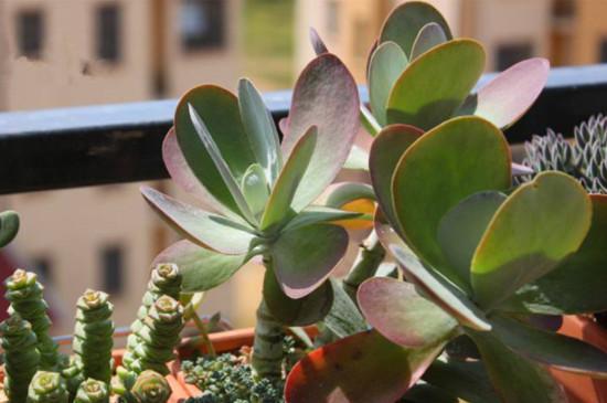 唐印种子怎么种，唐印的种植-第2张图片-优品飞百科