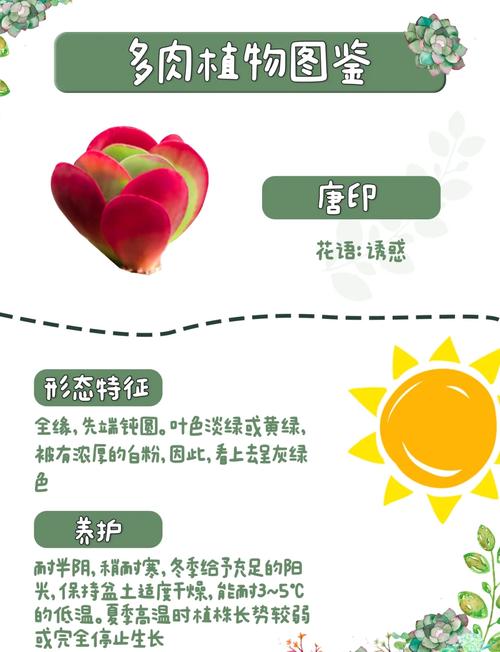 唐印种子怎么种，唐印的种植-第3张图片-优品飞百科