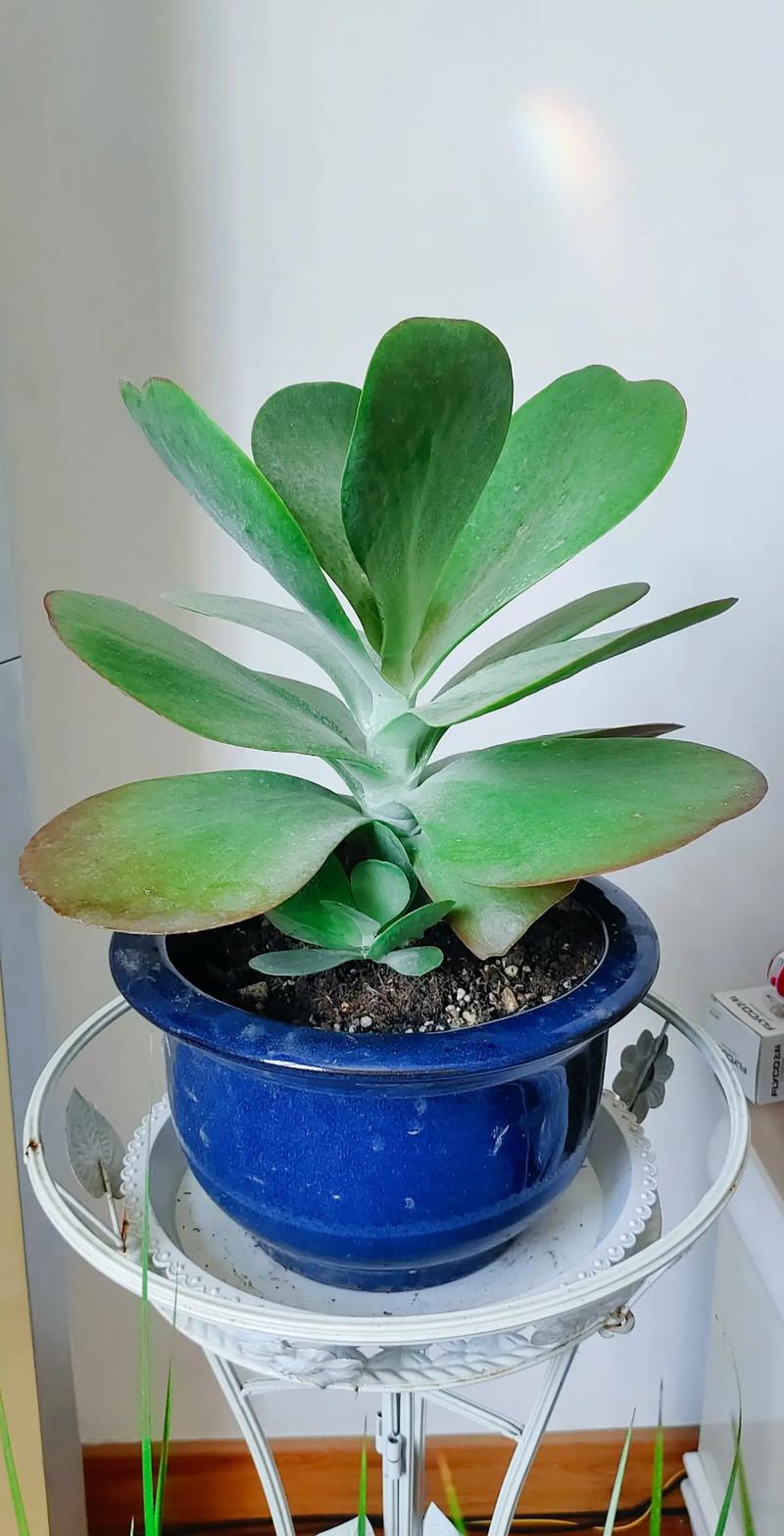 唐印种子怎么种，唐印的种植-第4张图片-优品飞百科