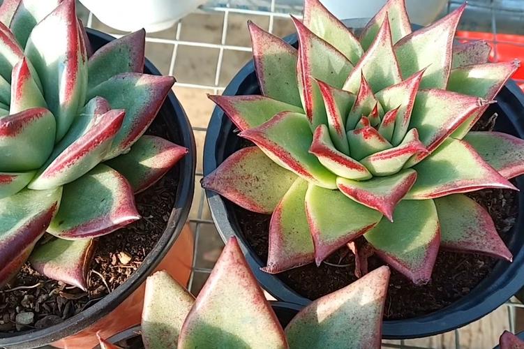 唐印种子怎么种，唐印的种植-第5张图片-优品飞百科