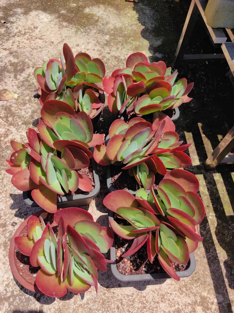 唐印种子怎么种，唐印的种植-第6张图片-优品飞百科