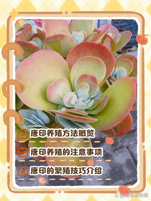 唐印种子怎么种，唐印的种植-第7张图片-优品飞百科