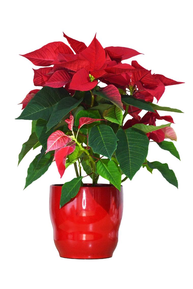 一品红怎么养殖？一品红的养殖方法和注意事项？-第2张图片-优品飞百科