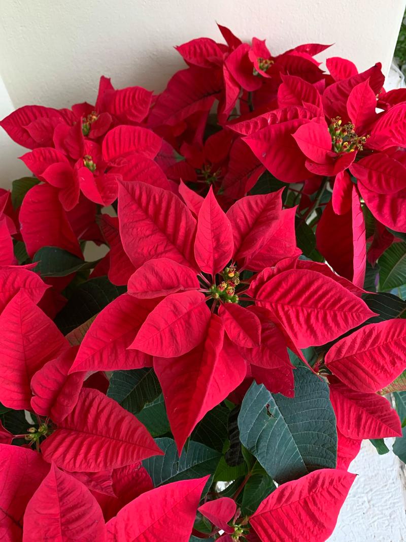 一品红怎么养殖？一品红的养殖方法和注意事项？-第3张图片-优品飞百科