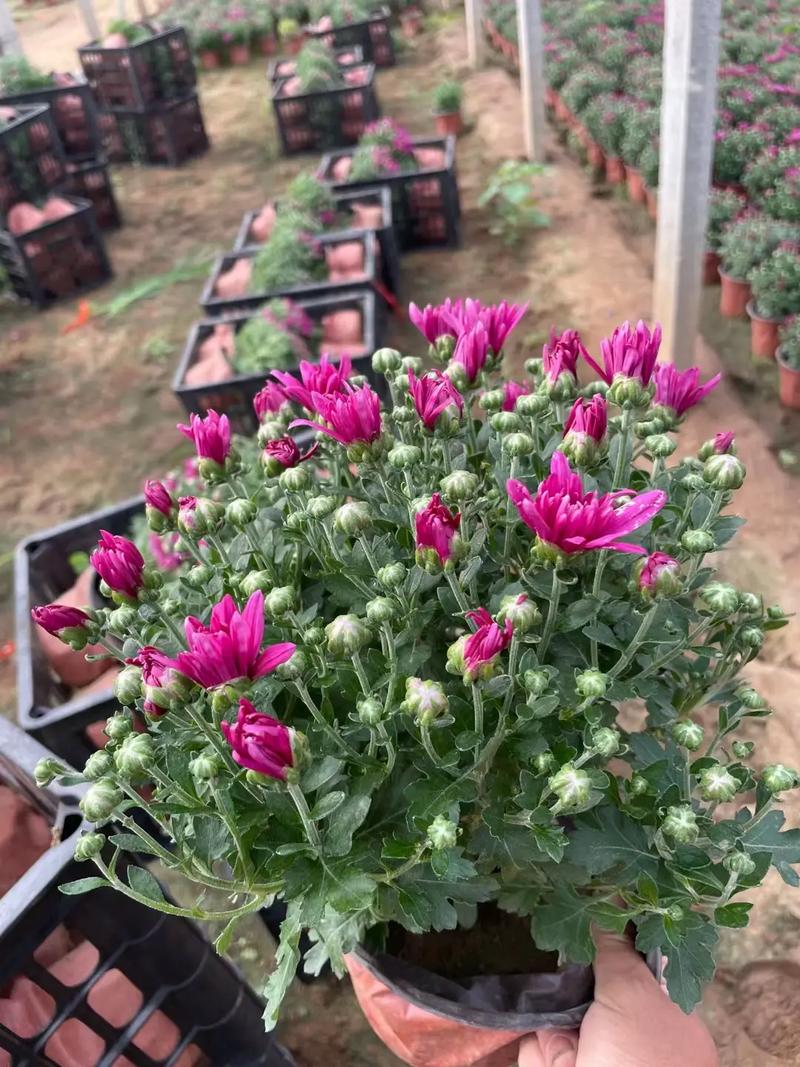 一品红怎么养殖？一品红的养殖方法和注意事项？-第4张图片-优品飞百科