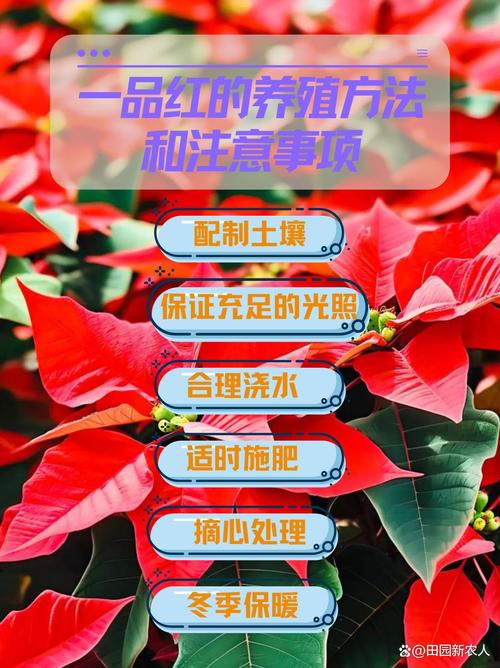 一品红怎么养殖？一品红的养殖方法和注意事项？-第5张图片-优品飞百科