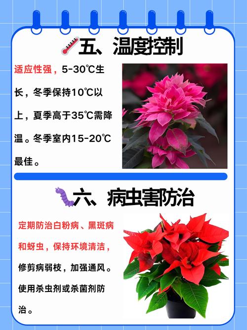 一品红怎么养殖？一品红的养殖方法和注意事项？-第6张图片-优品飞百科