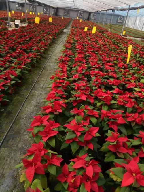 一品红怎么养殖？一品红的养殖方法和注意事项？-第7张图片-优品飞百科