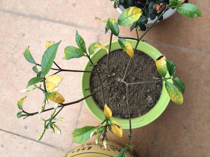 丁香叶子发黑怎么办,丁香树叶子发黑啥原因?-第2张图片-优品飞百科 丁香叶子发黑怎么办,丁香树叶子发黑啥原因?-第2张图片-优品飞百科