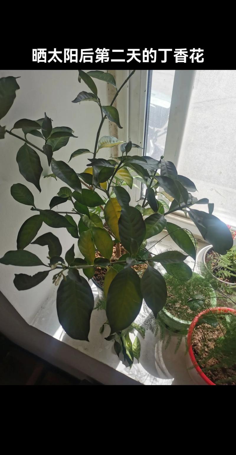 丁香叶子发黑怎么办,丁香树叶子发黑啥原因?-第3张图片-优品飞百科 丁香叶子发黑怎么办,丁香树叶子发黑啥原因?-第3张图片-优品飞百科