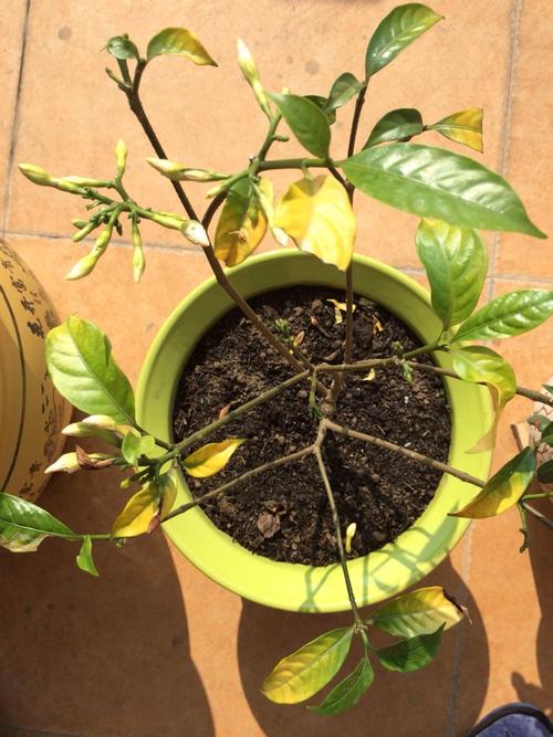 丁香叶子发黑怎么办,丁香树叶子发黑啥原因?-第4张图片-优品飞百科 丁香叶子发黑怎么办,丁香树叶子发黑啥原因?-第4张图片-优品飞百科