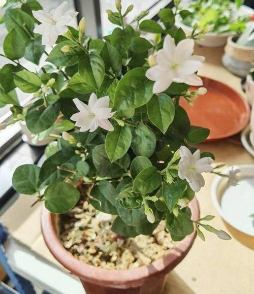 茉莉花怎么养开花多，茉莉花怎么养开花多又好养？-第3张图片-优品飞百科