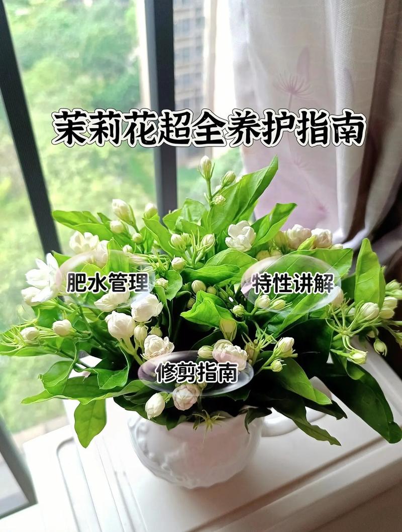 茉莉花怎么养开花多，茉莉花怎么养开花多又好养？-第4张图片-优品飞百科