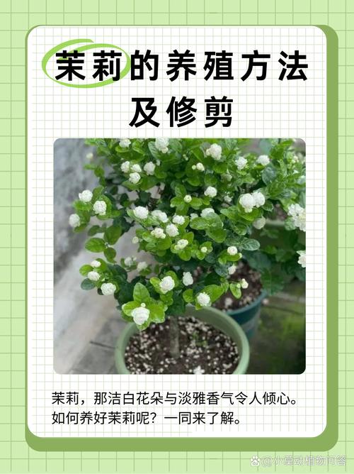 茉莉花怎么养开花多，茉莉花怎么养开花多又好养？-第5张图片-优品飞百科