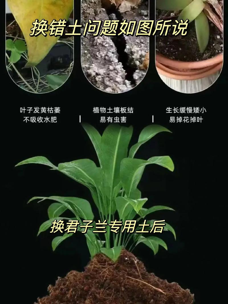 养君子兰的土怎么做,养君子兰的土怎么做肥料?-第2张图片-优品飞百科 养君子兰的土怎么做,养君子兰的土怎么做肥料?-第2张图片-优品飞百科