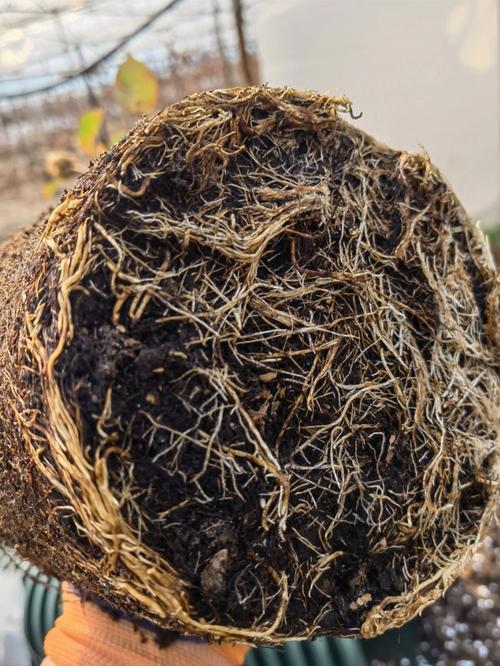 养君子兰的土怎么做,养君子兰的土怎么做肥料?-第4张图片-优品飞百科 养君子兰的土怎么做,养君子兰的土怎么做肥料?-第4张图片-优品飞百科