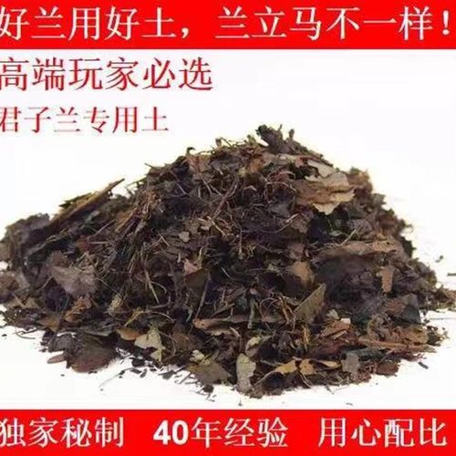 养君子兰的土怎么做,养君子兰的土怎么做肥料?-第5张图片-优品飞百科 养君子兰的土怎么做,养君子兰的土怎么做肥料?-第5张图片-优品飞百科