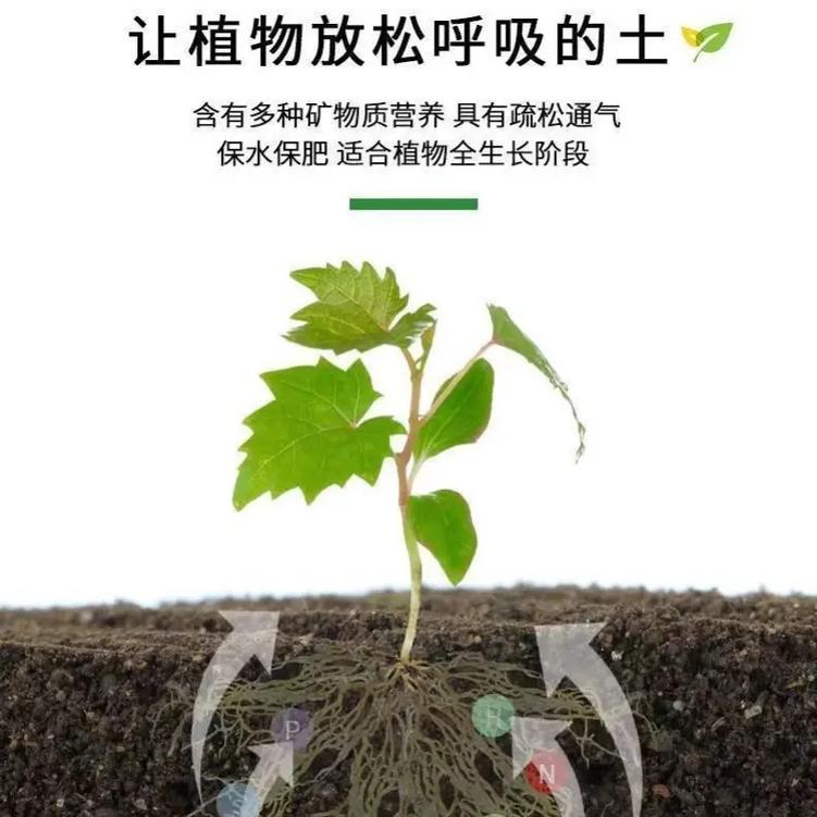 养君子兰的土怎么做,养君子兰的土怎么做肥料?-第6张图片-优品飞百科 养君子兰的土怎么做,养君子兰的土怎么做肥料?-第6张图片-优品飞百科