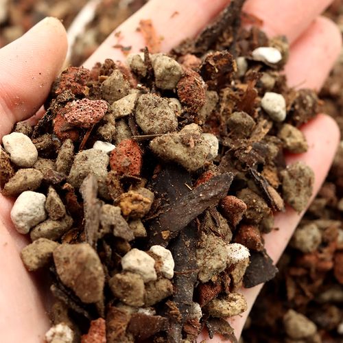 养君子兰的土怎么做,养君子兰的土怎么做肥料?-第7张图片-优品飞百科 养君子兰的土怎么做,养君子兰的土怎么做肥料?-第7张图片-优品飞百科