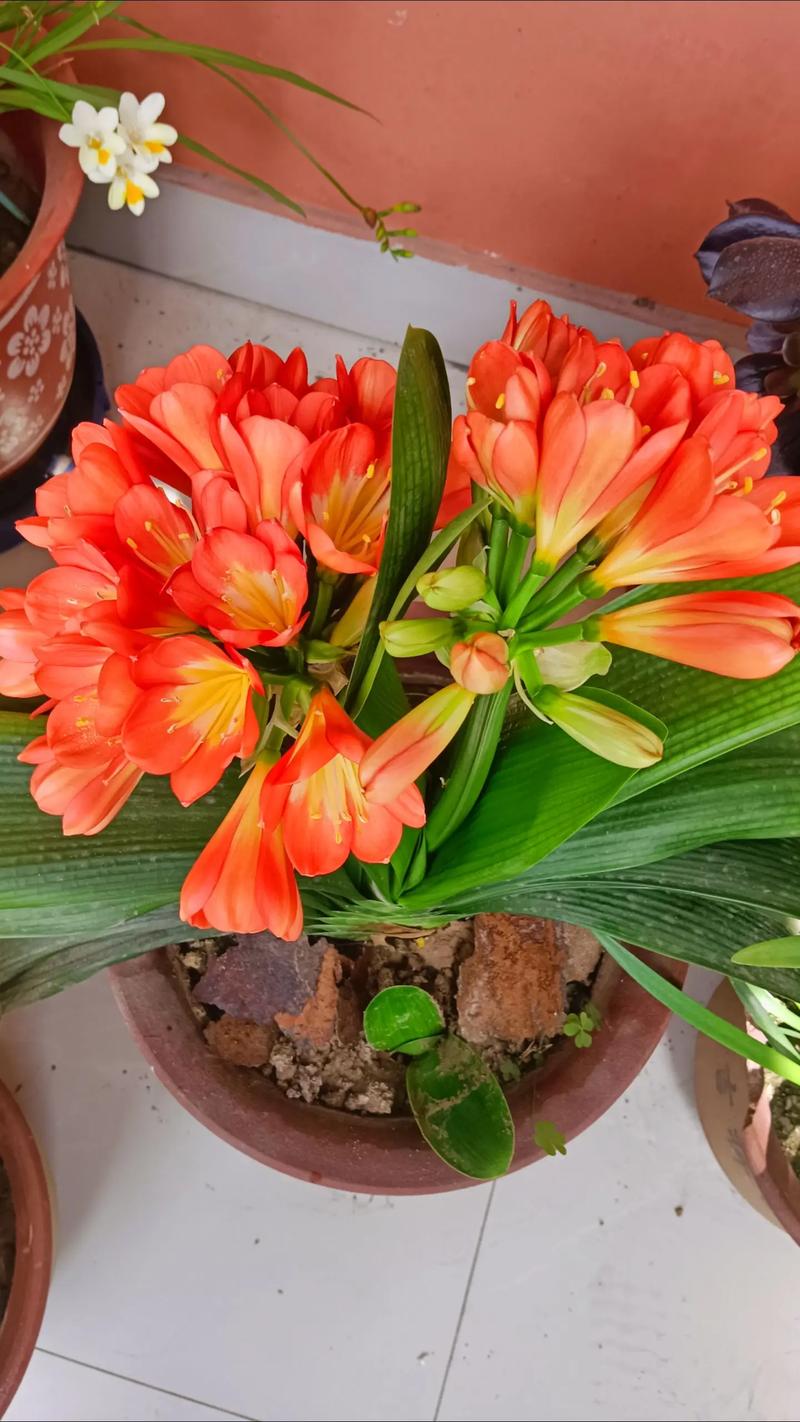 养君子兰的土怎么做,养君子兰的土怎么做肥料?-第8张图片-优品飞百科 养君子兰的土怎么做,养君子兰的土怎么做肥料?-第8张图片-优品飞百科