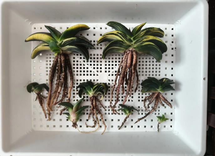 多肉卧牛怎么养，多肉植物卧牛怎么养？-第1张图片-优品飞百科