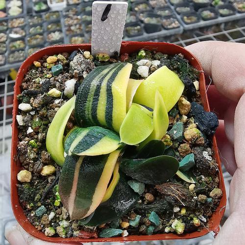 多肉卧牛怎么养，多肉植物卧牛怎么养？-第2张图片-优品飞百科