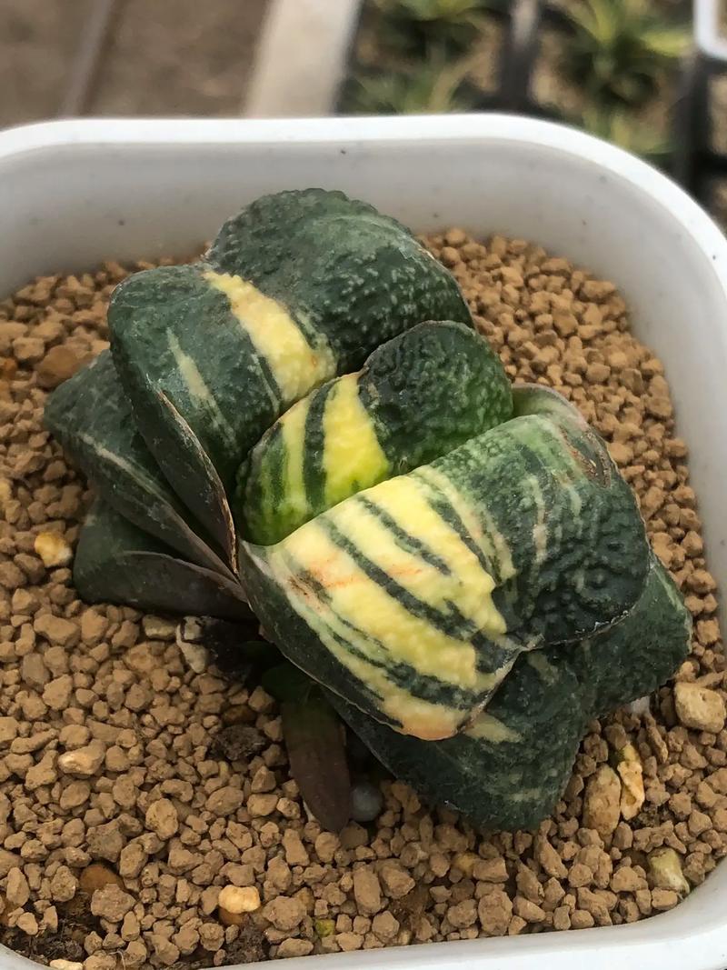 多肉卧牛怎么养，多肉植物卧牛怎么养？-第3张图片-优品飞百科