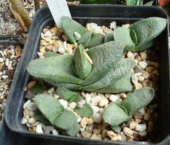 多肉卧牛怎么养，多肉植物卧牛怎么养？-第4张图片-优品飞百科