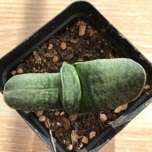 多肉卧牛怎么养，多肉植物卧牛怎么养？-第5张图片-优品飞百科